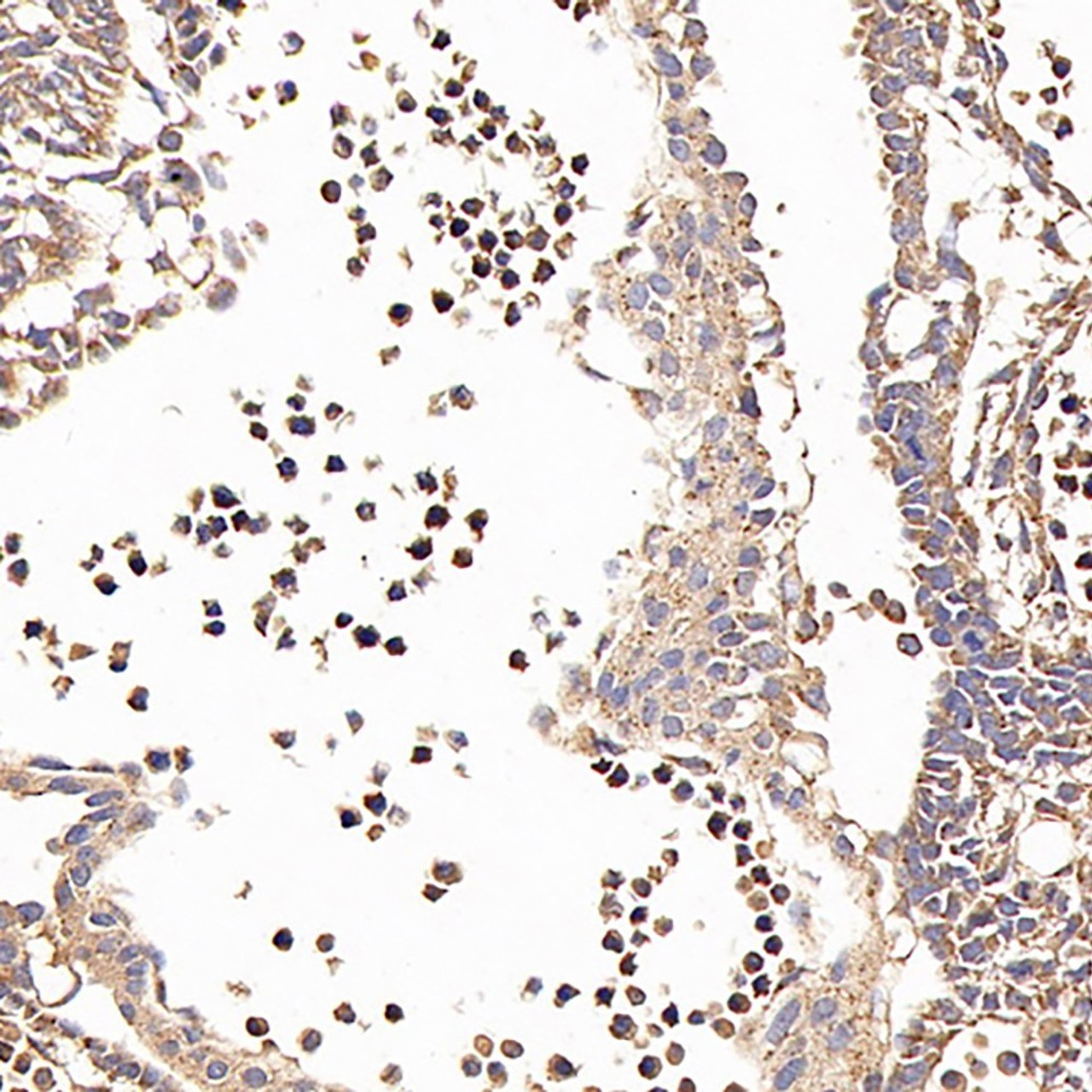 Immunohistochemistry analysis of paraffin-embedded fetal rat  using CD133 Monoclonal Antibody at dilution of 1:200.