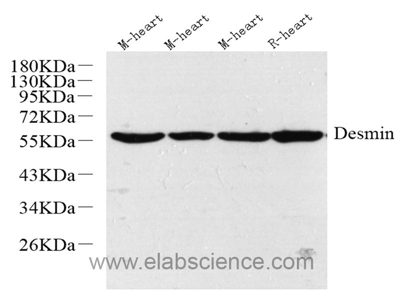 Western Blot analysis of various samples using Desmin Polyclonal Antibody at dilution of 1:1000.