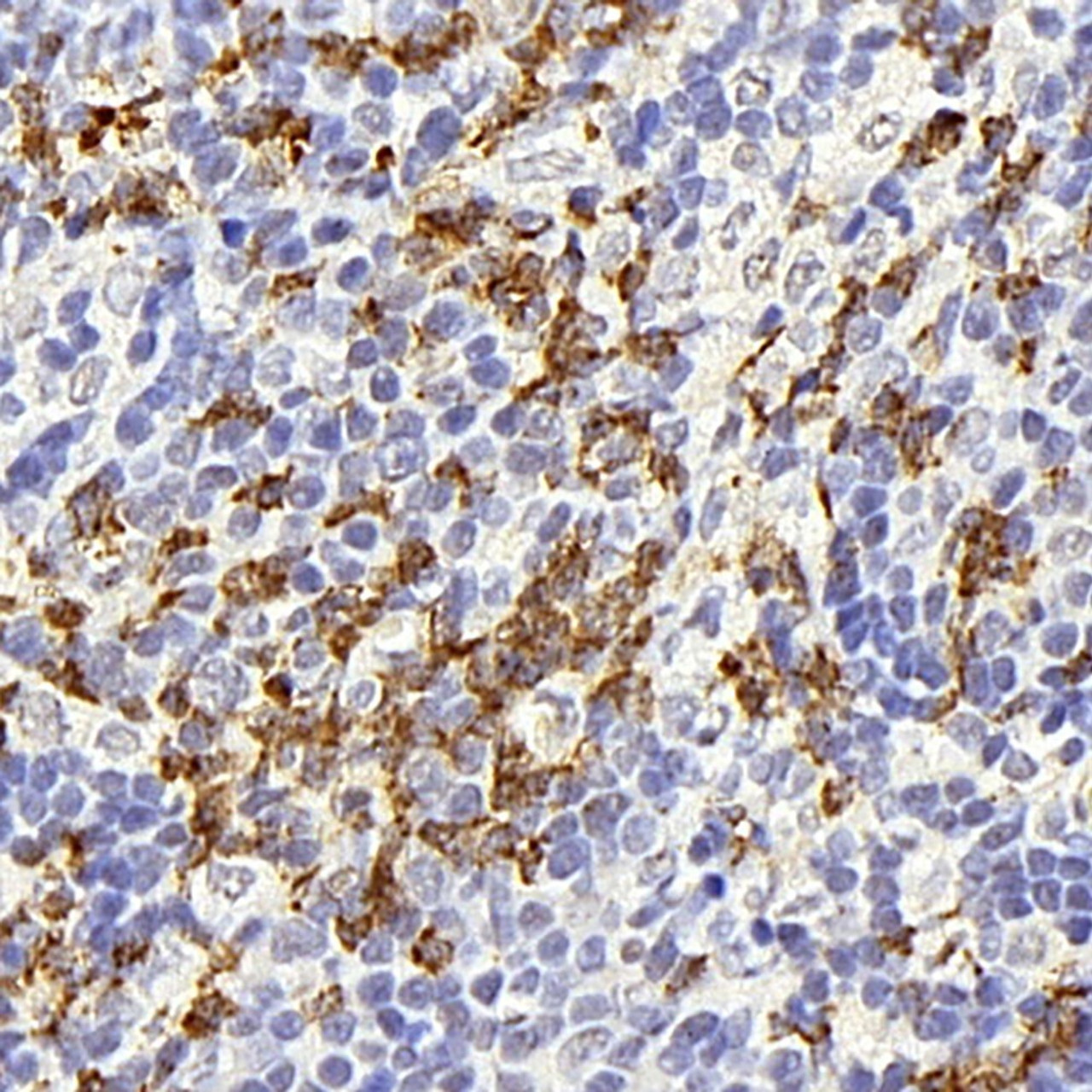 Immunohistochemistry analysis of paraffin-embedded rat thymus gland  using CD177 Polyclonal Antibody at dilution of 1:300.