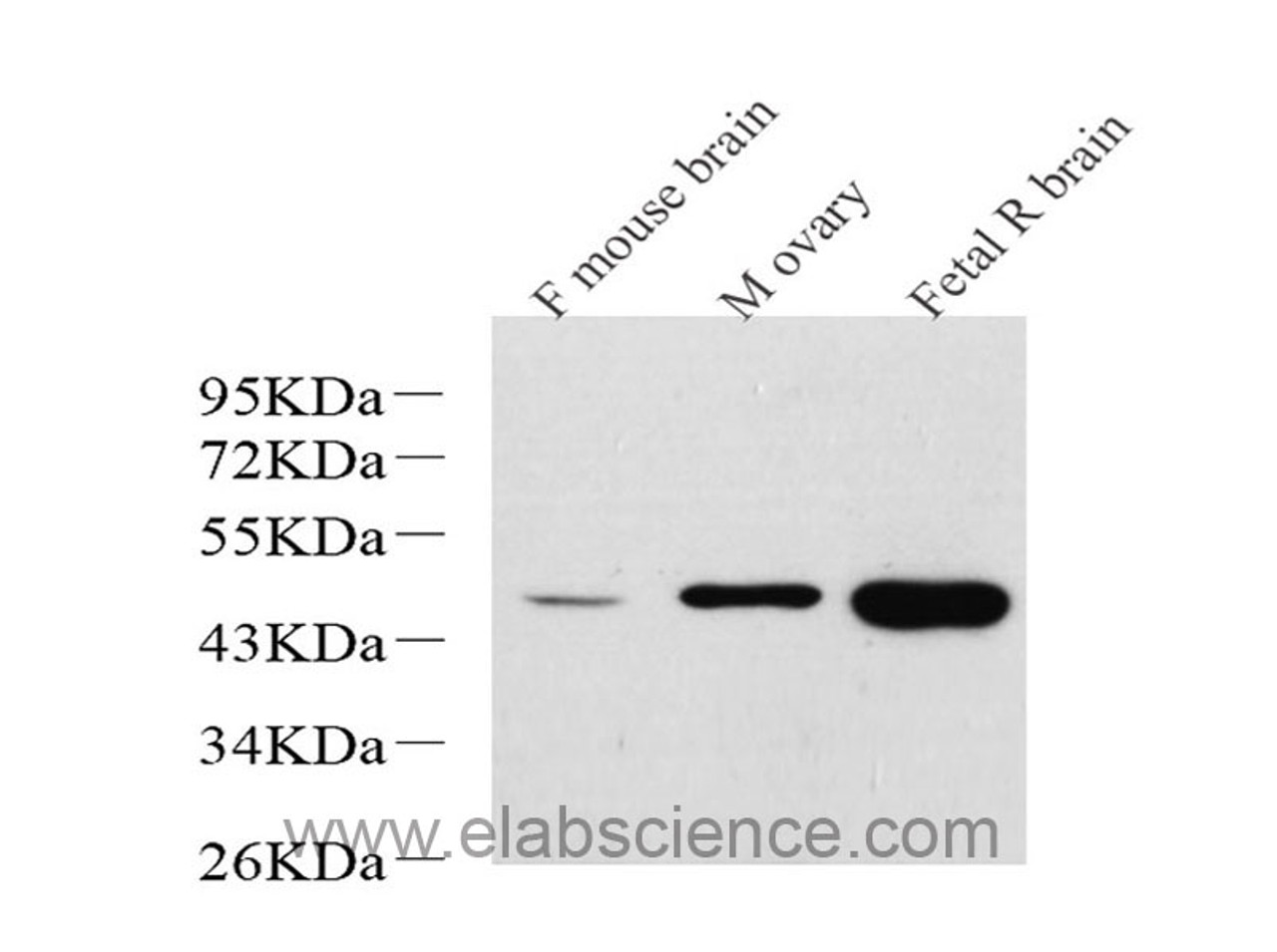 Western Blot analysis of various samples using NANOG Polyclonal Antibody at dilution of 1:1000.