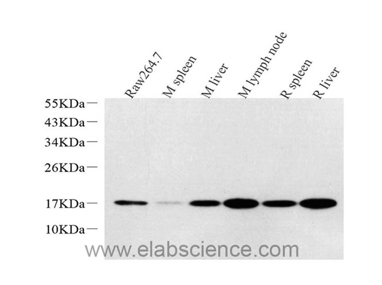 Western Blot analysis of various samples using Lysozyme Polyclonal Antibodyat dilution of 1:1000.