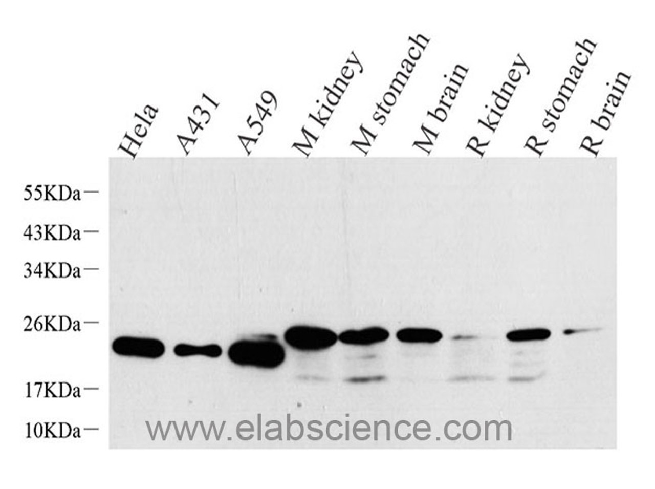 Western Blot analysis of various samples using NTS Polyclonal Antibody at dilution of 1:1000.