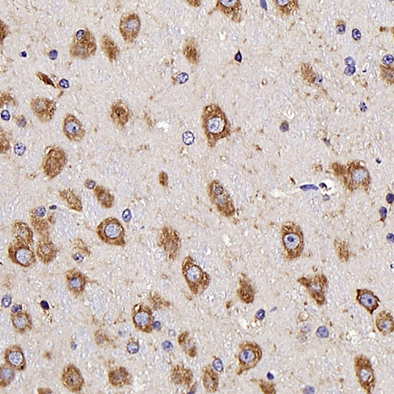 Immunohistochemistry analysis of parafffin-embedded mouse brain  using NTS Polyclonal Antibody at dilution of 1:300.
