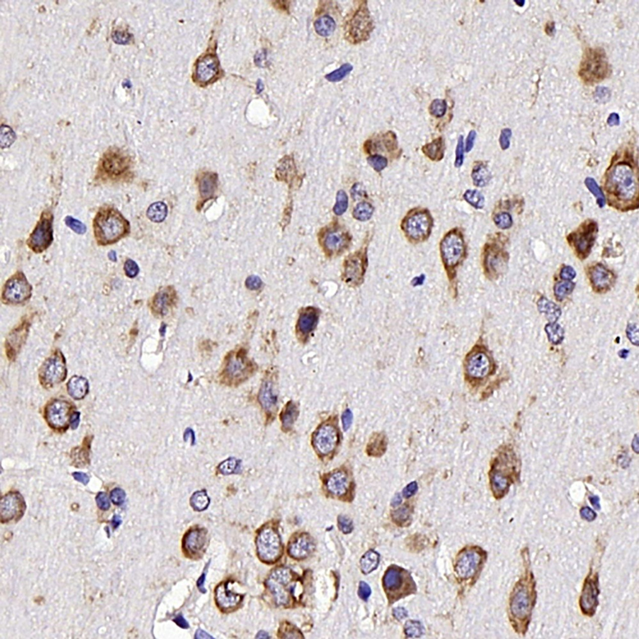 Immunohistochemistry analysis of parafffin-embedded rat brain  using NTS Polyclonal Antibody at dilution of 1:300.