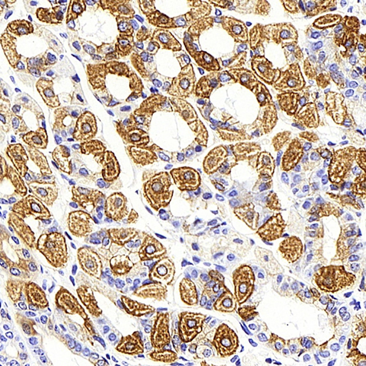 Immunohistochemistry analysis of paraffin-embedded mouse stomach  using CK-19 Monoclonal Antibody at dilution of 1:1000.