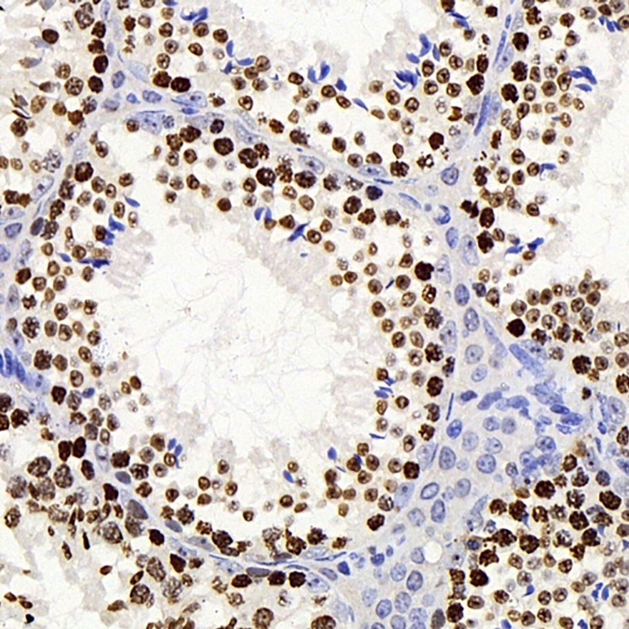 Immunohistochemistry analysis of paraffin-embedded mouse testis  using Histone H2A.X Polyclonal Antibody at dilution of 1:400.