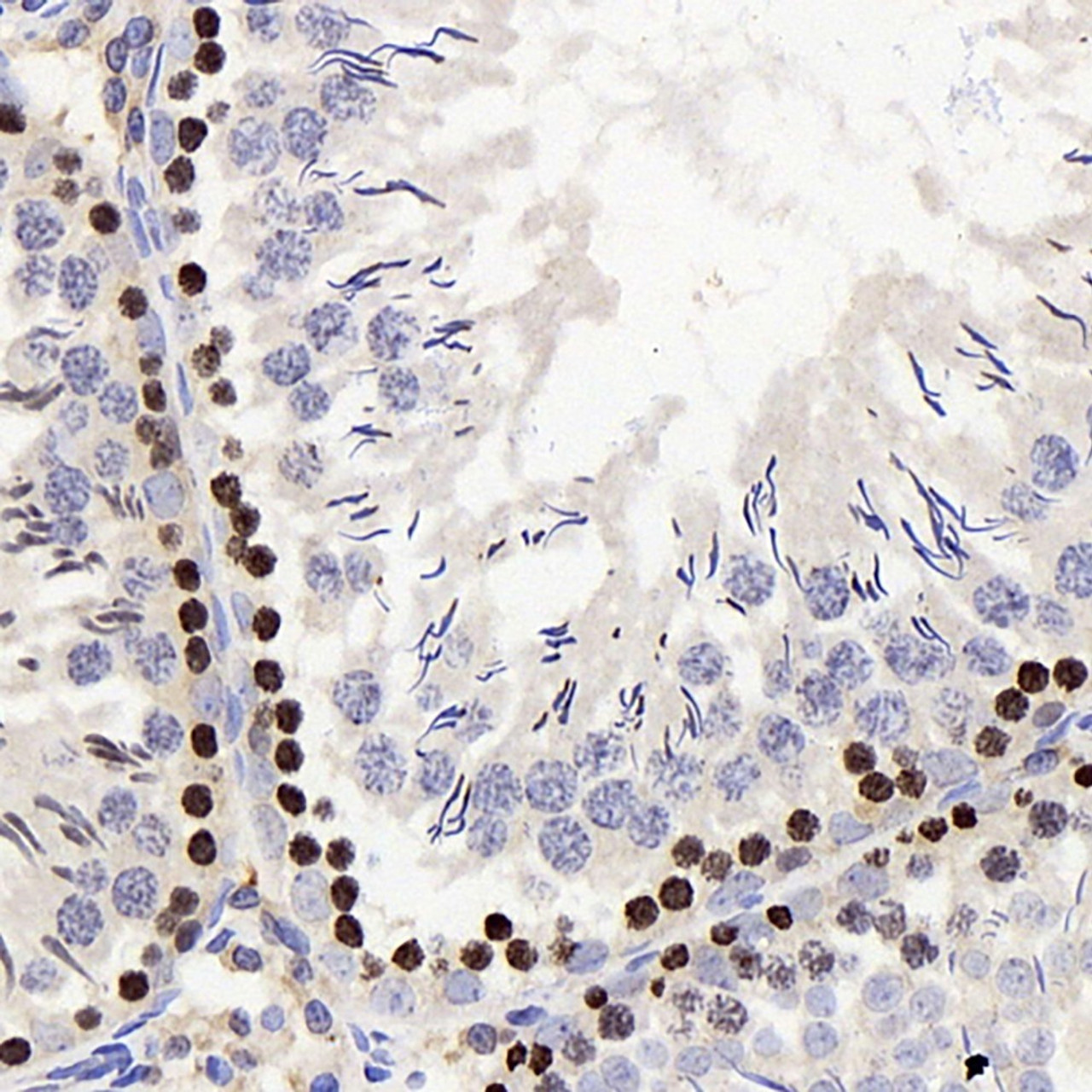 Immunohistochemistry analysis of paraffin-embedded rat testis  using Histone H2A.X Polyclonal Antibody at dilution of 1:400.