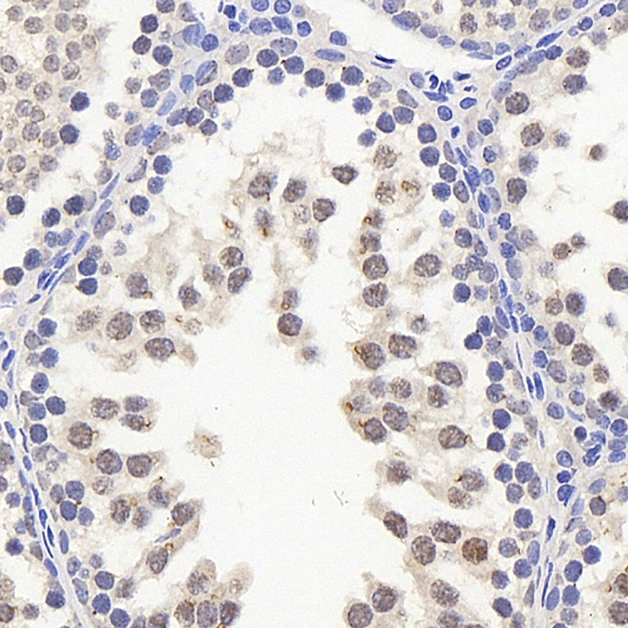 Immunohistochemistry analysis of paraffin-embedded rat testis  using HES2 Polyclonal Antibody at dilution of 1:200.