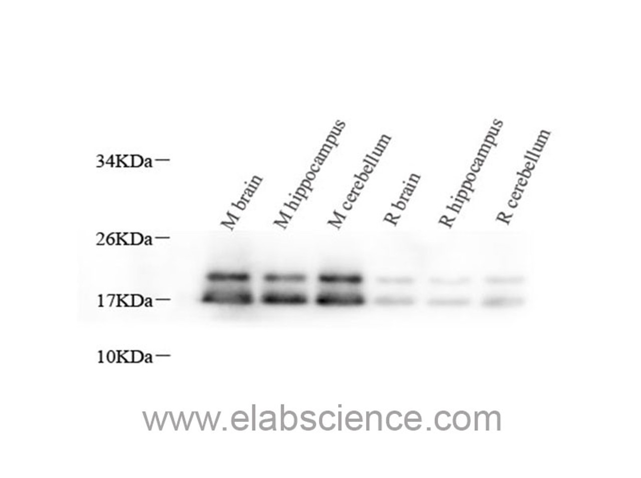 Western Blot analysis of various samples using MBP Polyclonal Antibody at dilution of 1:1000.