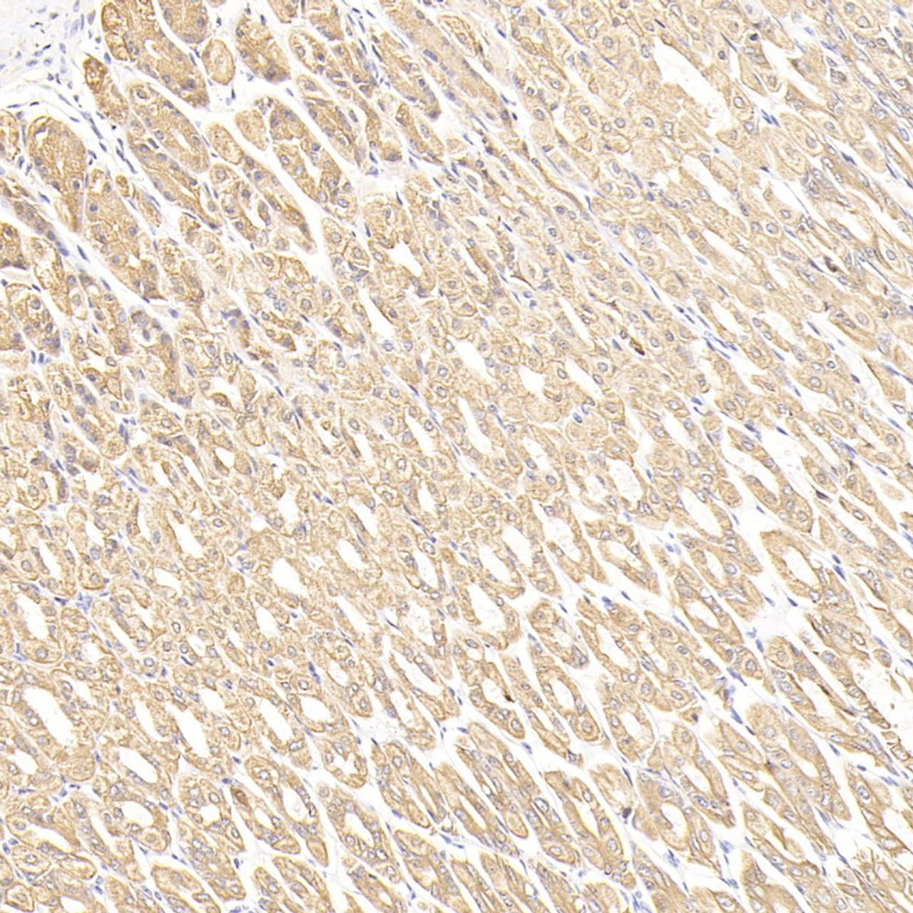 Immunohistochemistry analysis of paraffin-embedded mouse stomach cancer  using CK-7 Monoclonal Antibody at dilution of 1:300.