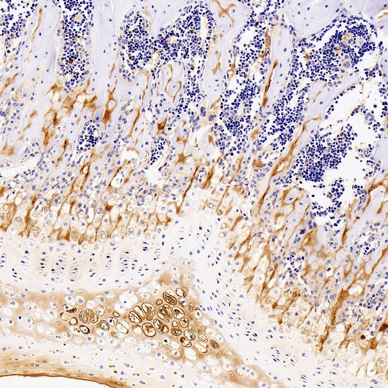Immunohistochemistry analysis of paraffin-embedded mouse bone  using COL2A1 Monoclonal Antibody at dilution of 1:400.