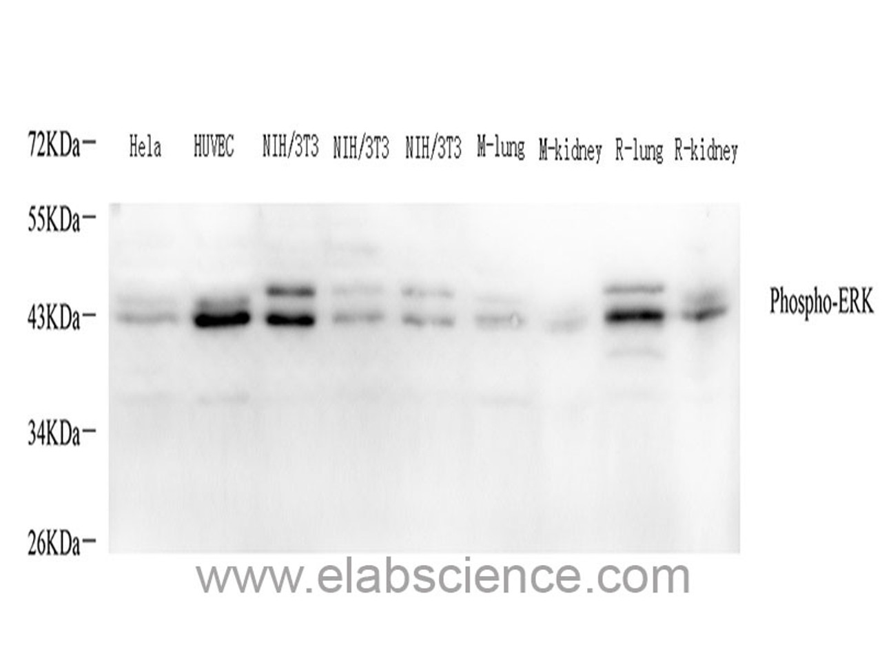 Western Blot analysis of various samples using Phospho-ERK 1/2 (Thr202/Tyr204) Polyclonal Antibody at dilution of 1:800.