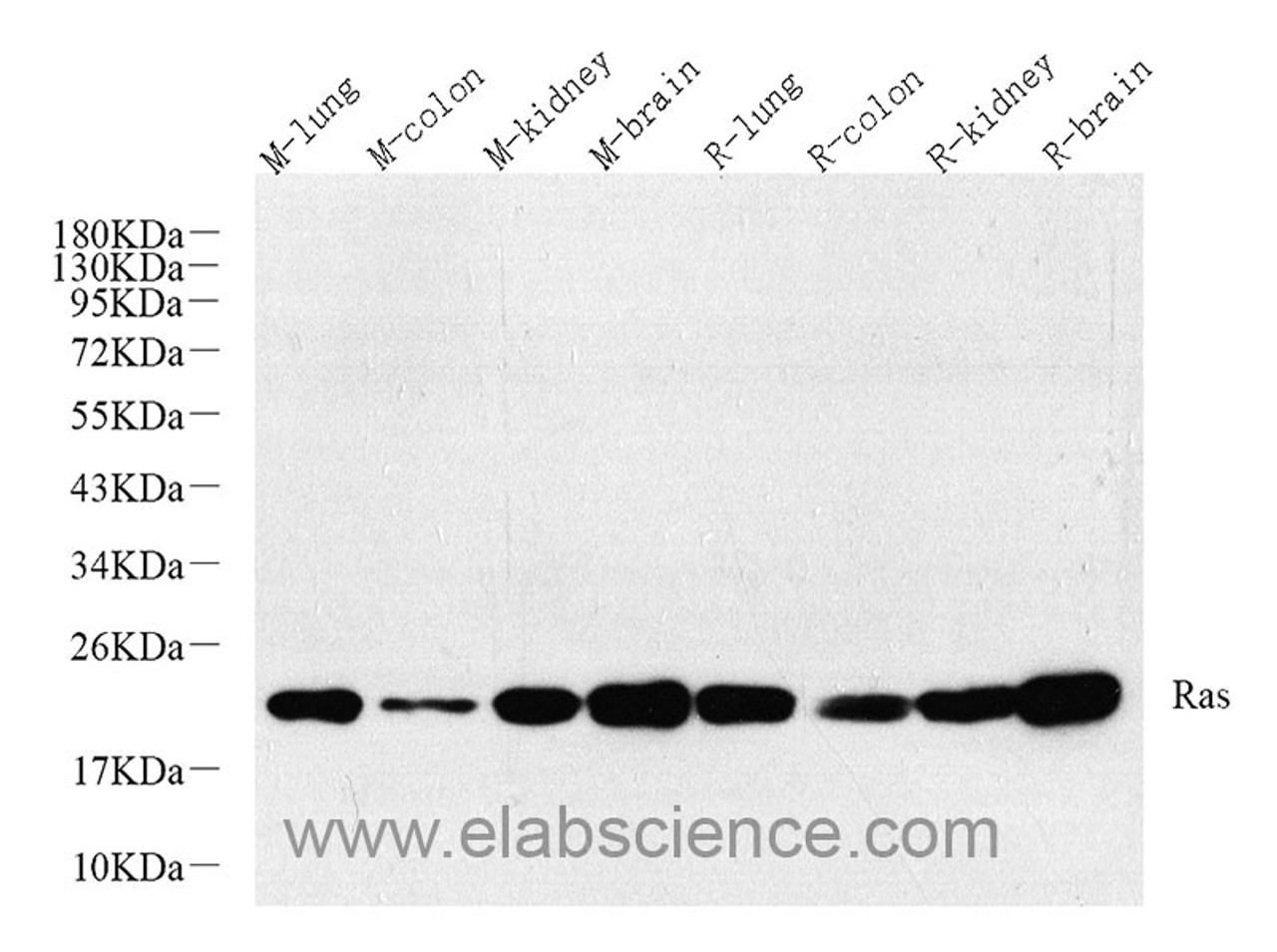 Western Blot analysis of various samples using N/H/K-Ras Polyclonal Antibody at dilution of 1:800.