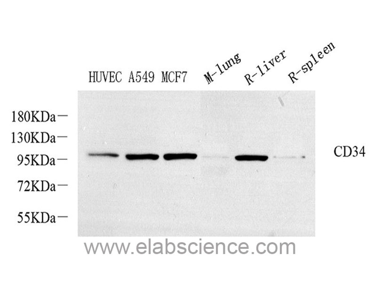 Western Blot analysis of various samples using CD34 Polyclonal Antibody at dilution of 1:800.
