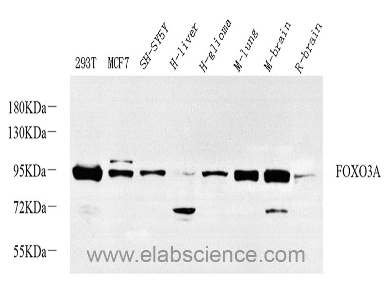Western Blot analysis of various samples using FOXO3 Polyclonal Antibody at dilution of 1:1000.