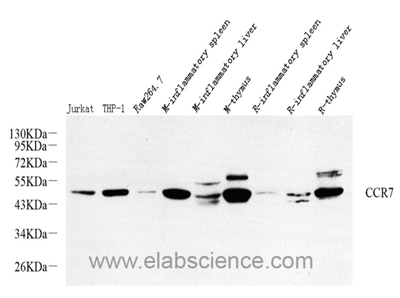 Western Blot analysis of various samples using CCR7 Polyclonal Antibody at dilution of 1:800.