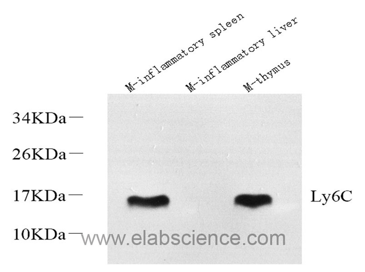 Western Blot analysis of various samples using Ly6c Polyclonal Antibody at dilution of 1:600.