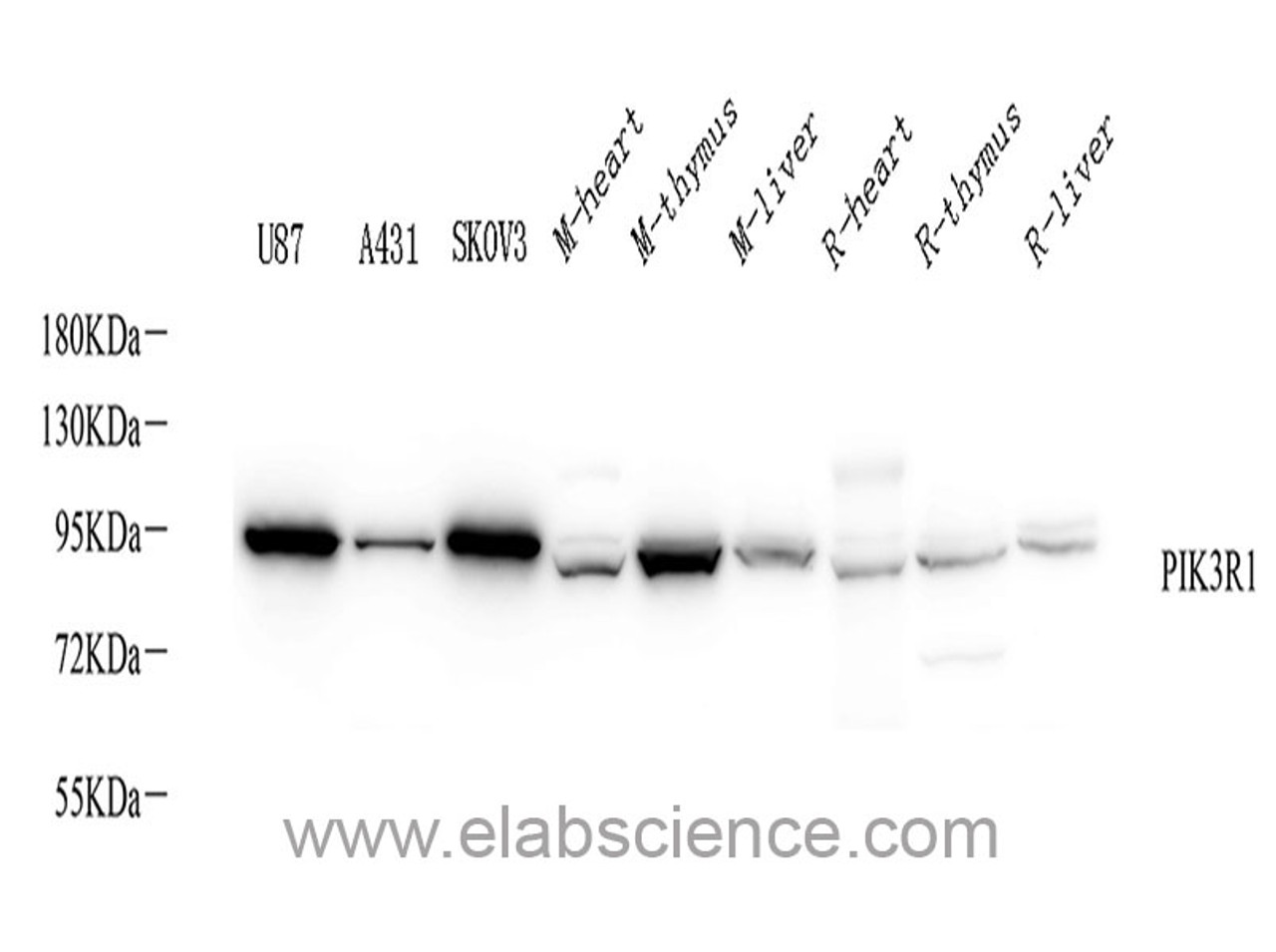 Western Blot analysis of various samples using PI 3 kinase p85 alpha Polyclonal Antibody at dilution of 1:1000.