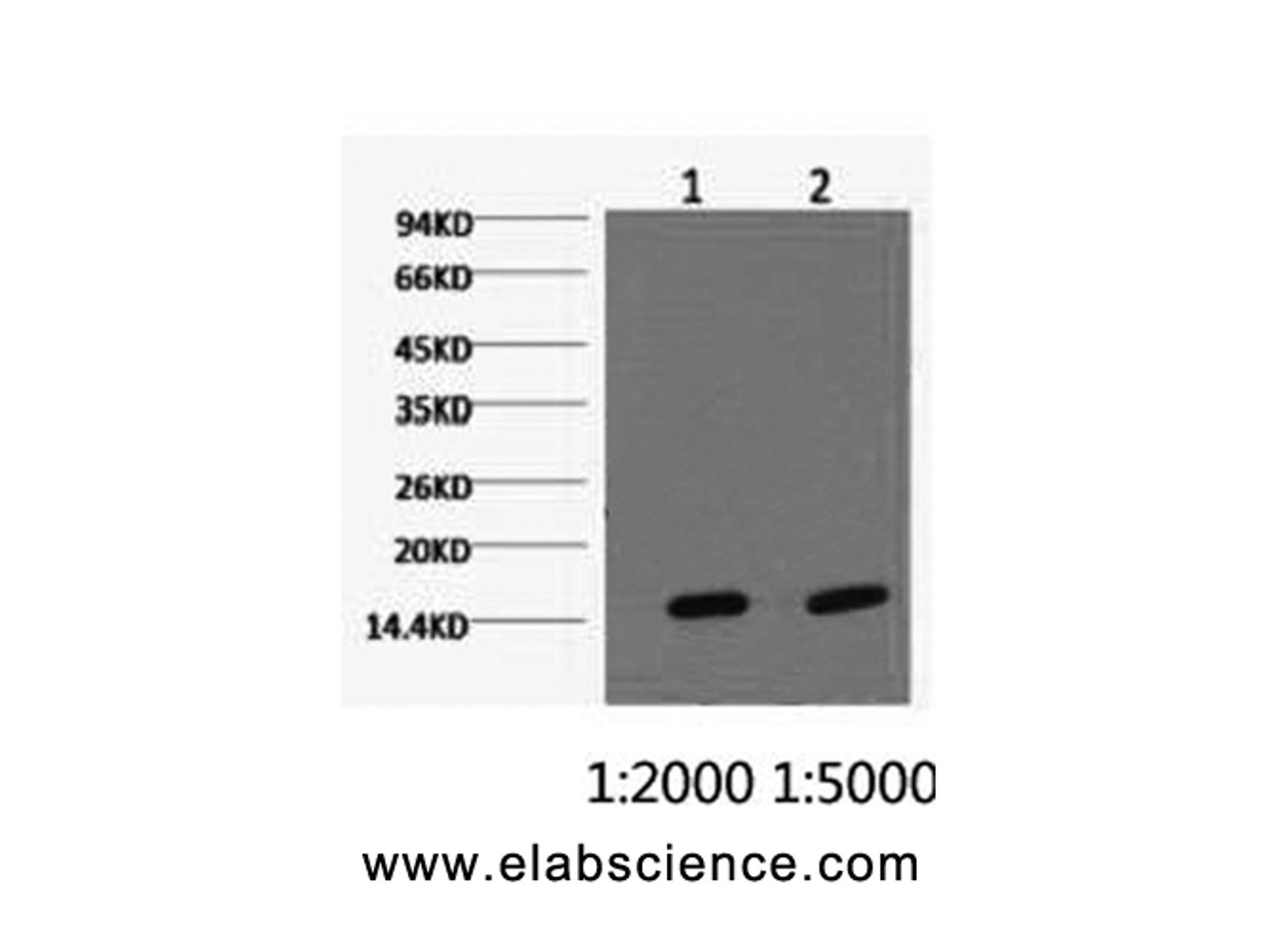 Western Blot analysis of Hela cells using COX4I1 Monoclonal Antibody at dilution of 1) 1:2000 2) 1:5000.