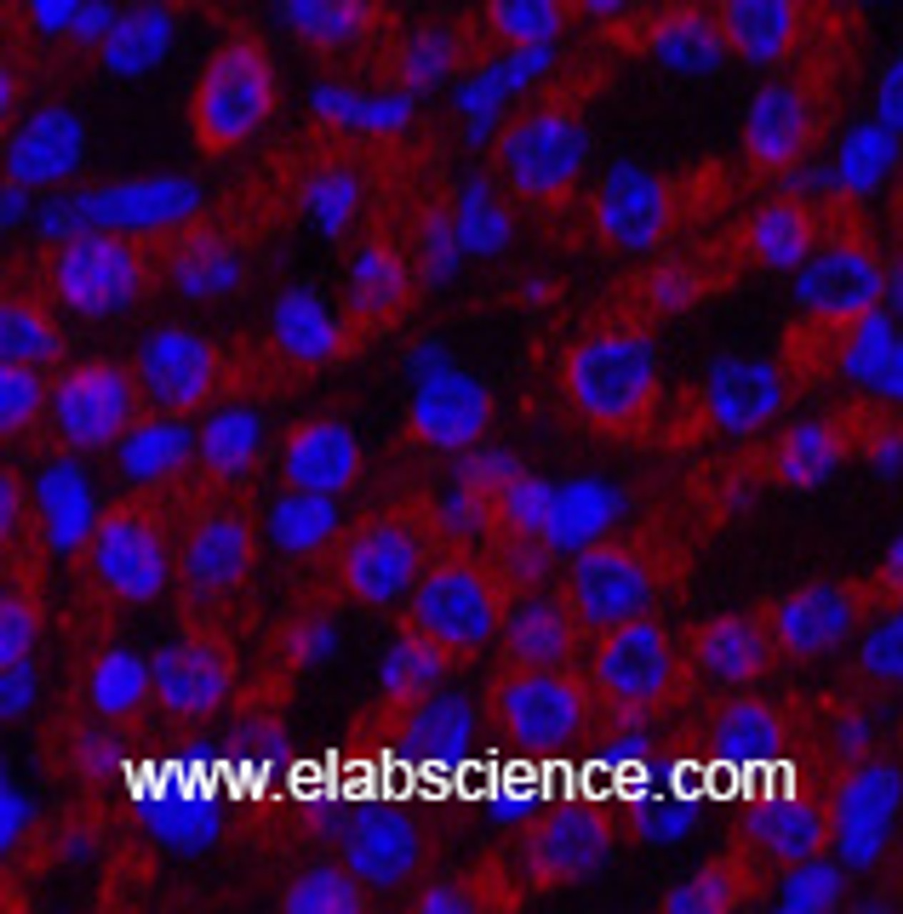Immunofluorescence analysis of Mouse kidney tissue using COX4I1 Monoclonal Antibody at dilution of 1:200.