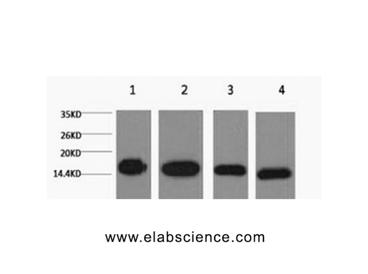 Western Blot analysis of 1) Hela, 2) Raw264.7, 3) Mouse brain, 4) Rat brain using Histone H3 Monoclonal Antibody at dilution of 1:5000.