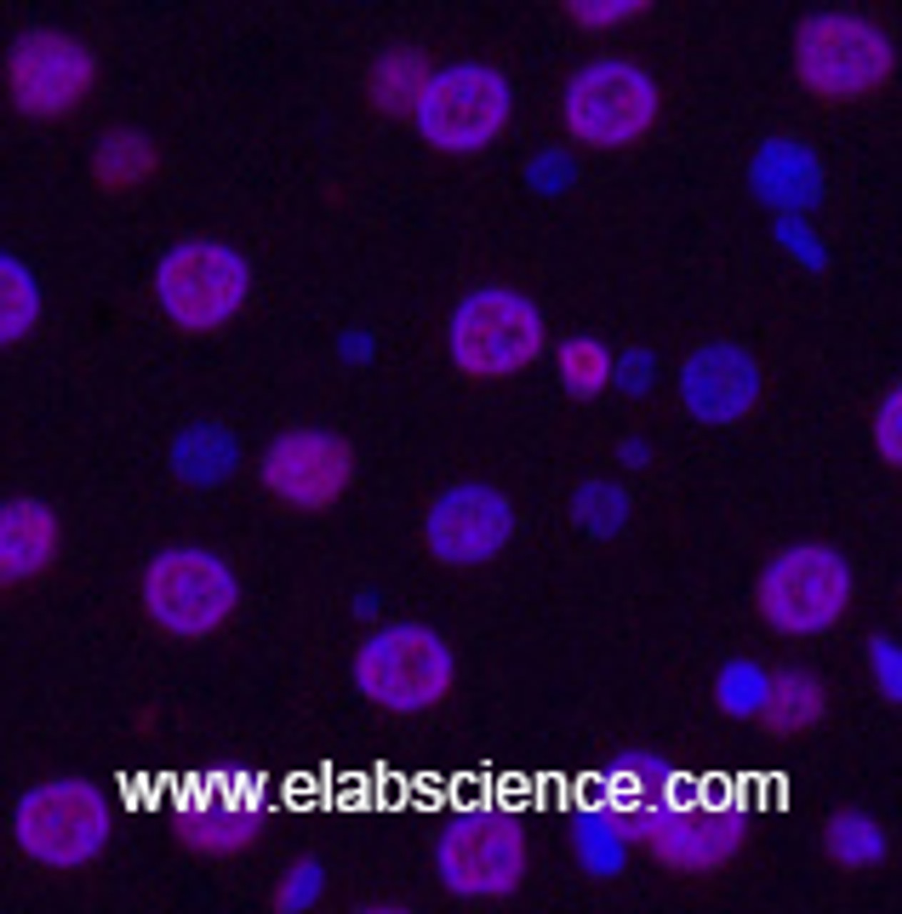 Immunofluorescence analysis of Rat liver tissue using Histone H3 Monoclonal Antibody at dilution of 1:200.