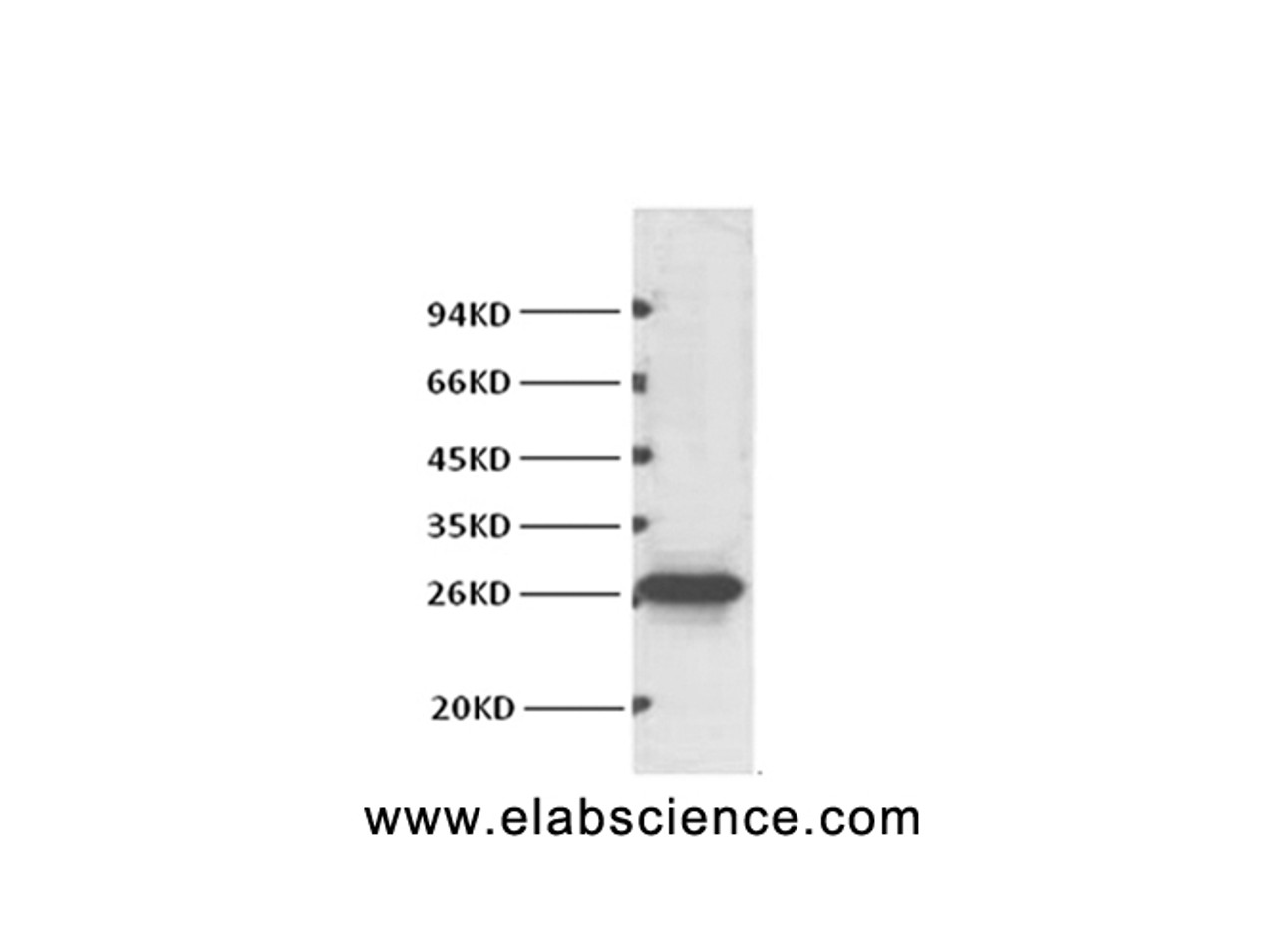 Western Blot analysis of Hela cells using BCL2 Monoclonal Antibody at dilution of 1:1000.