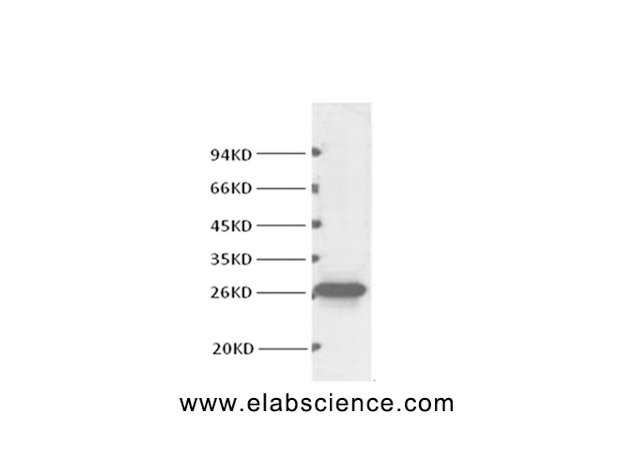 Western Blot analysis of Hela cells using BCL2 Monoclonal Antibody at dilution of 1:1000.