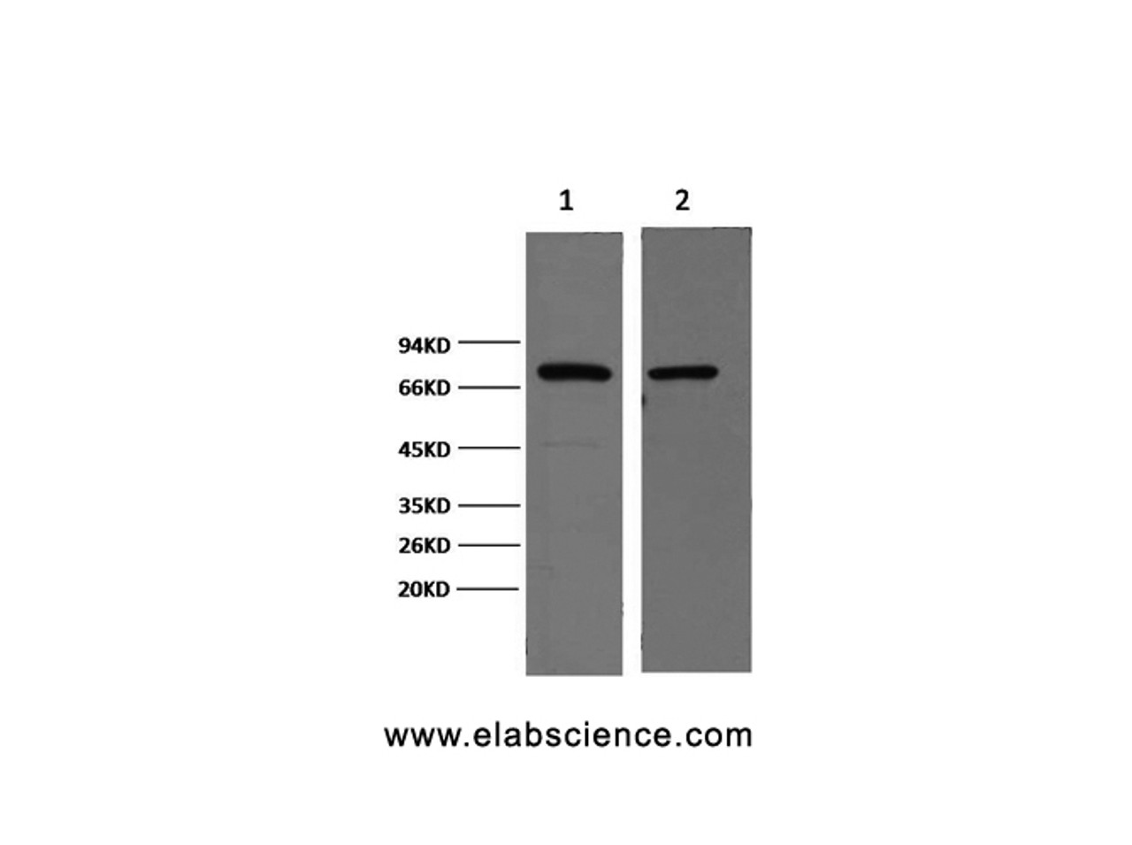 Western Blot analysis of 1) Hela, 2) Mouse brain using HSP70 Monoclonal Antibody at dilution of 1:2000.