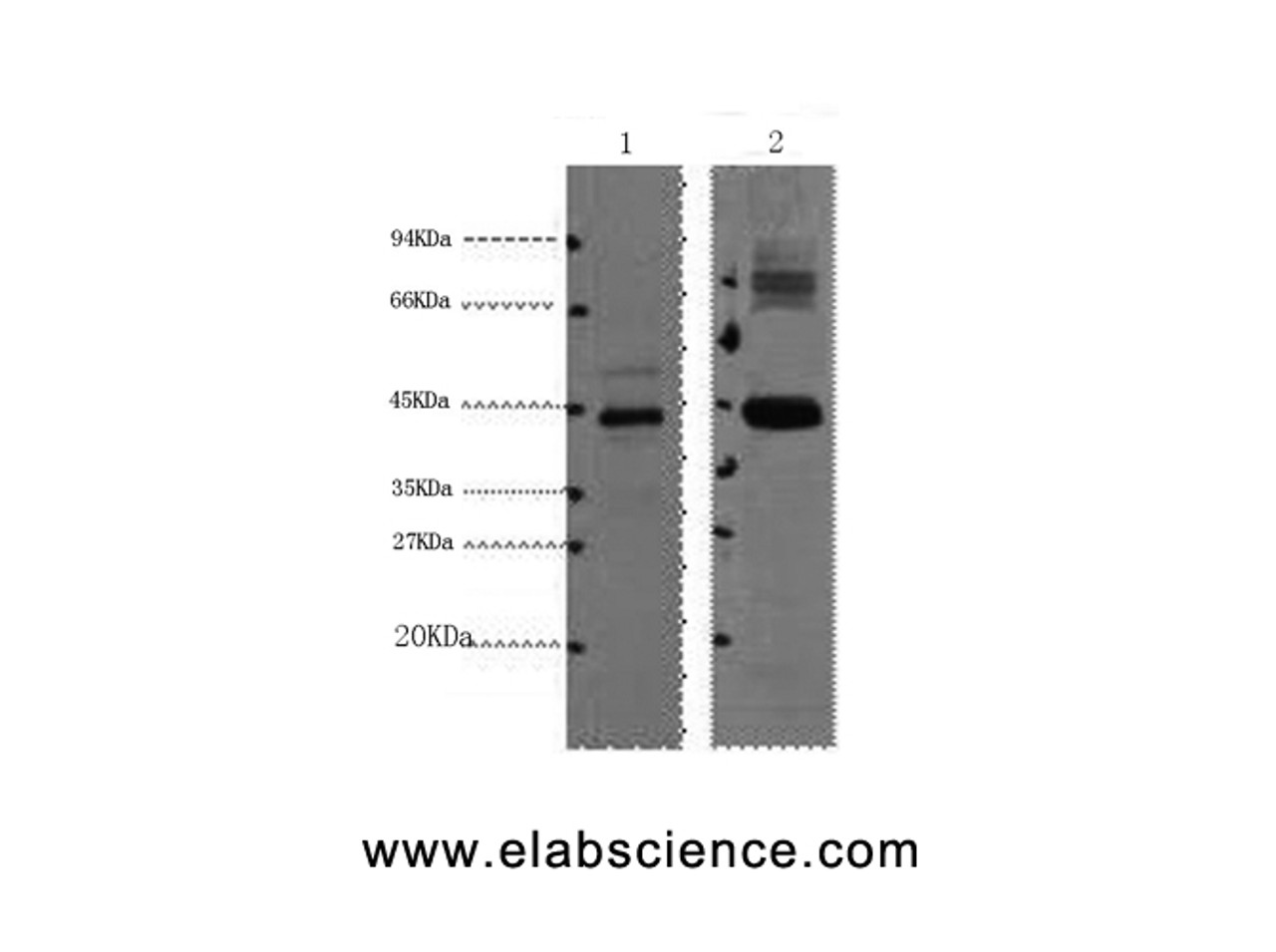 Western Blot analysis of 1) HepG2, 2) Mouse kidney using AMACR Monoclonal Antibody at dilution of 1:1000.