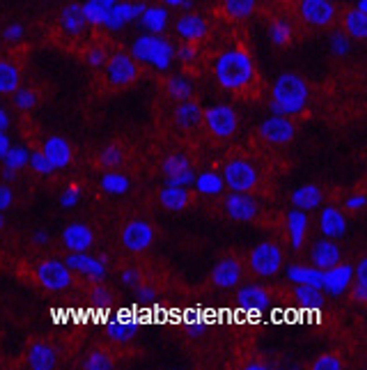 Immunofluorescence analysis of Mouse kidney tissue using AMACR Monoclonal Antibody at dilution of 1:200.