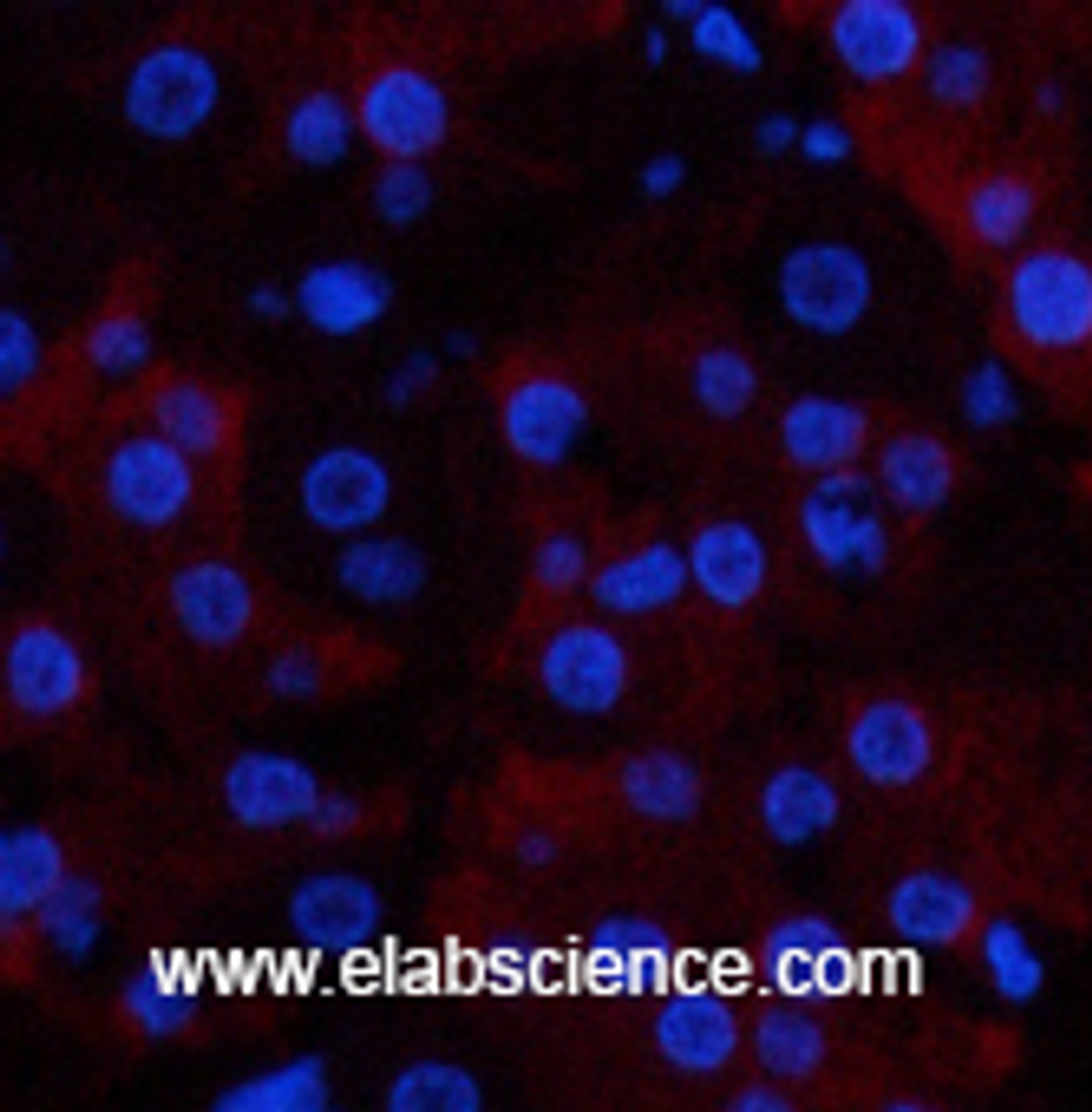 Immunofluorescence analysis of Human stomach tissue using CD23 Monoclonal Antibody at dilution of 1:200.