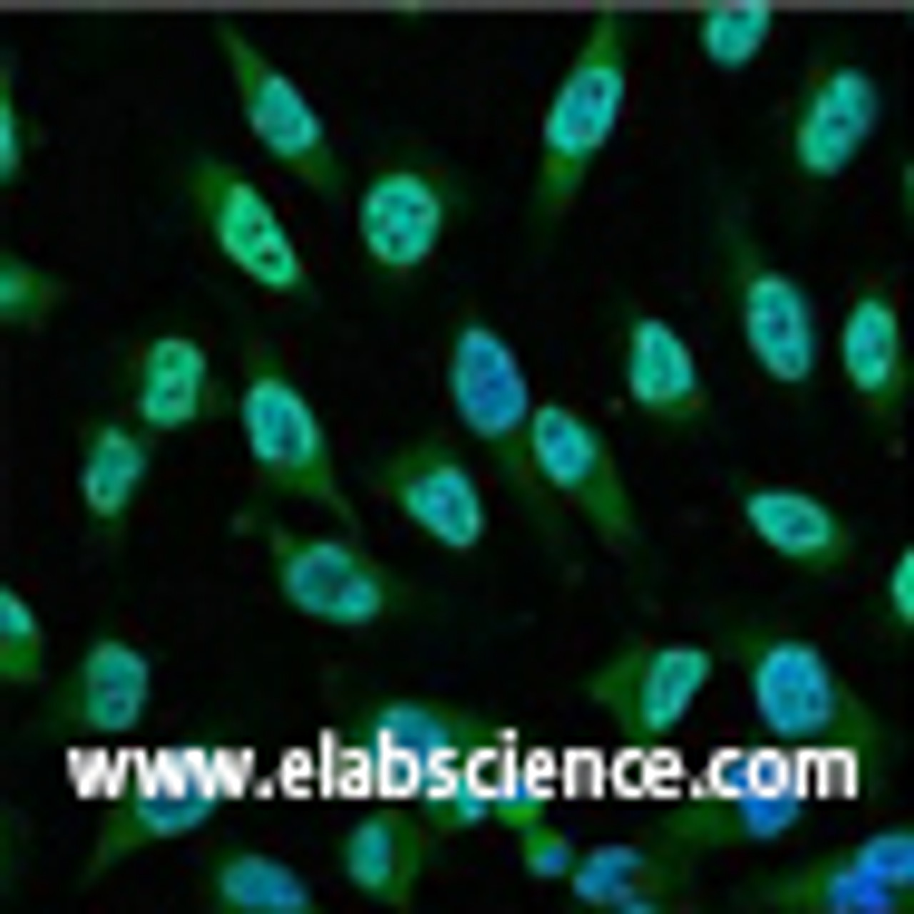 Immunofluorescence analysis of Hela tissue using p53 Monoclonal Antibody at dilution of 1:100.