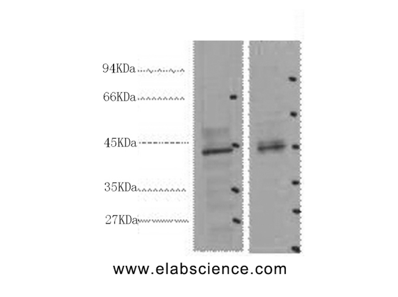 Western Blot analysis of 1) 293T, 2) Mouse heart using CDX2 Monoclonal Antibody at dilution of 1:2000.