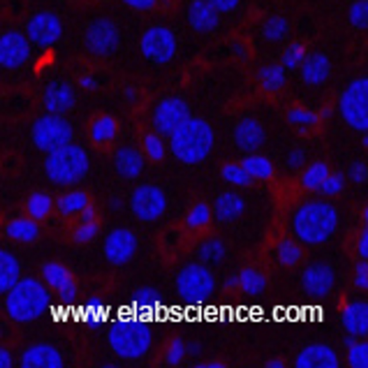 Immunofluorescence analysis of Mouse liver tissue using CD21 Monoclonal Antibody at dilution of 1:200.