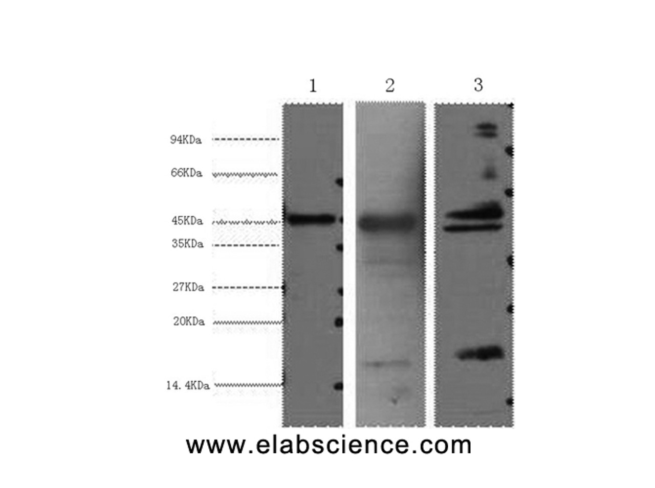 Western Blot analysis of 1) Hela, 2) Mouse heart, 3) Rat heart using AQP4 Monoclonal Antibody at dilution of 1:2000.