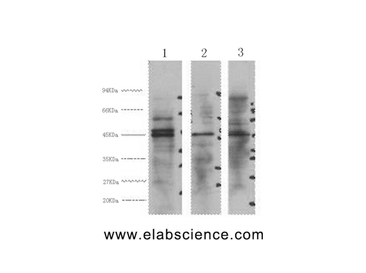 Western Blot analysis of 1) Hela, 2) Jurkat, 3) 293T cells using ENO2 Monoclonal Antibody at dilution of 1:3000.