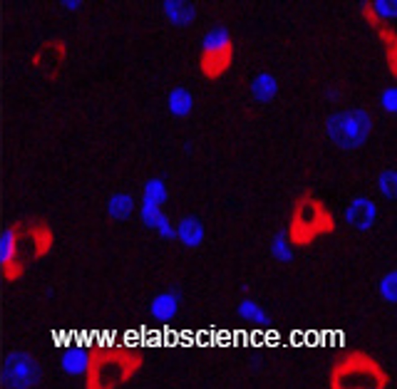 Immunofluorescence analysis of Mouse brain tissue using MAP2 Monoclonal Antibody at dilution of 1:200.