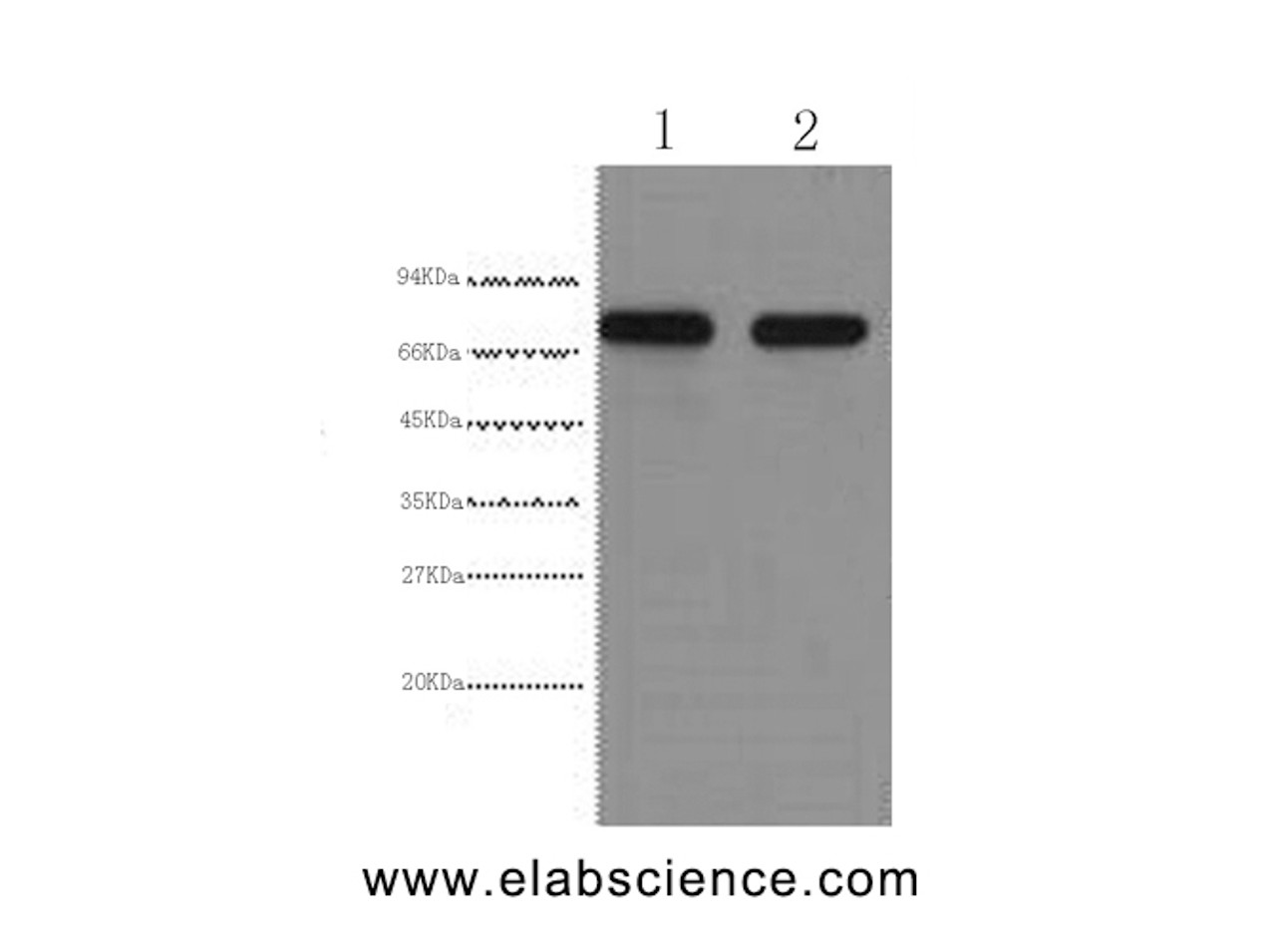 Western Blot analysis of HepG2 cells using AFP Monoclonal Antibody at dilution of 1:2000.