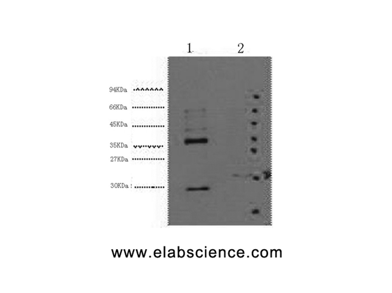 Western Blot analysis of 1) Hela, 2) 293T cells using CA9 Monoclonal Antibody at dilution of 1:5000.