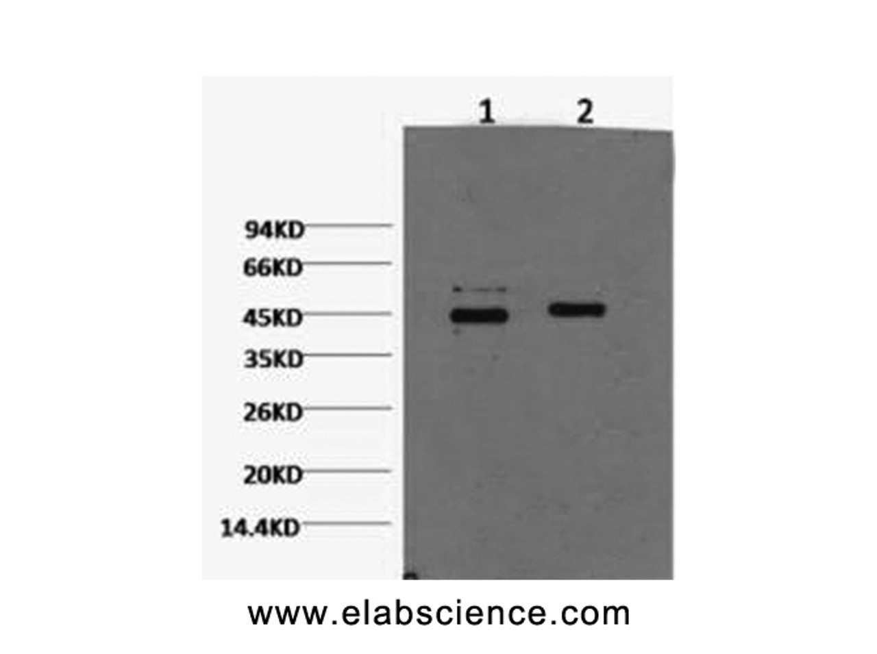 Western Blot analysis of Hela cells using CASP9 Monoclonal Antibody at dilution of 1) 1:2000 2) 1:5000.