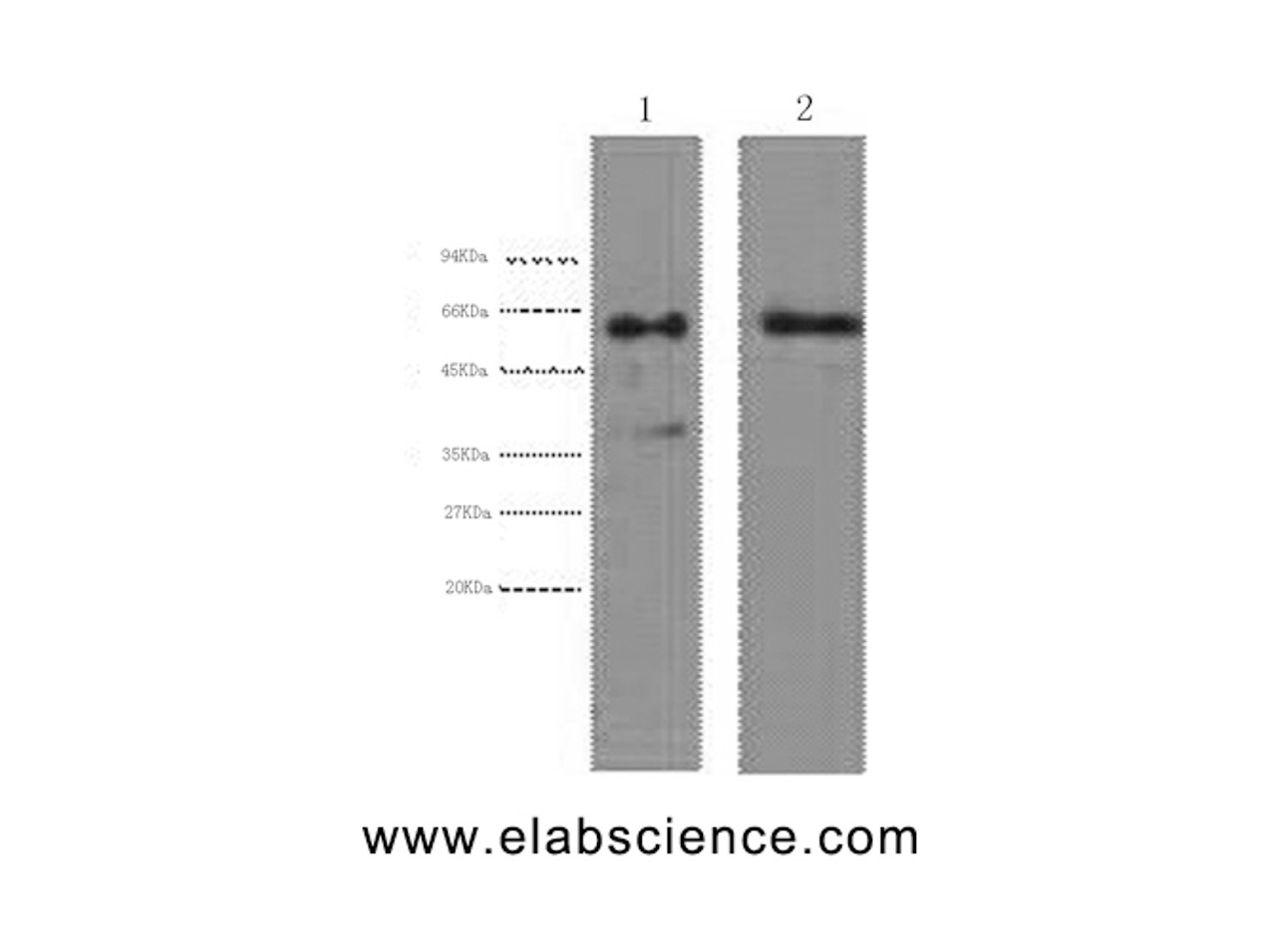 Western Blot analysis of 1) Hela, 2) HepG2 cells using CK-6A/B/C Monoclonal Antibody at dilution of 1:2000.