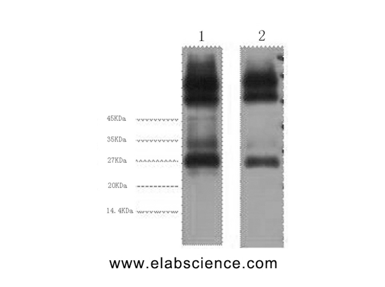 Western Blot analysis of 1) Mouse spleen 2) Rat spleen using EFHD1 Monoclonal Antibody at dilution of 1:3000.