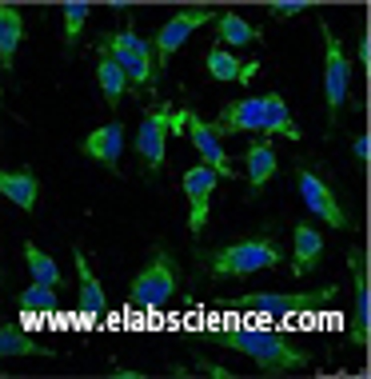 Immunofluorescence analysis of Hela tissue using EFHD1 Monoclonal Antibody at dilution of 1:100.