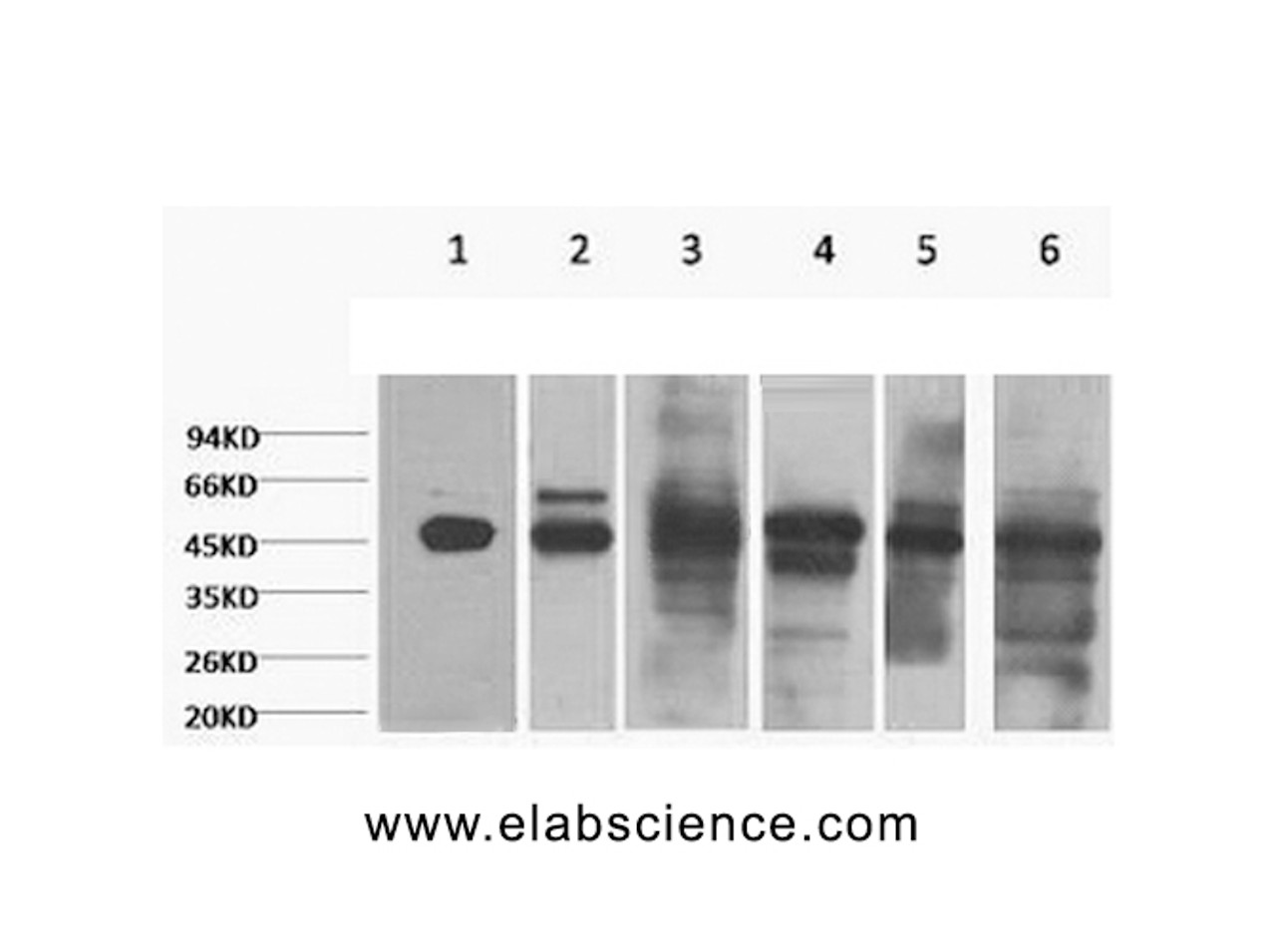 Western Blot analysis of 1) HepG2, 2) Hela, 3) Mouse liver, 4) C2C12, 5) Rat heart, 6) Mouse skeletal, muscle using CK-18 Monoclonal Antibody at dilution of 1:2000.