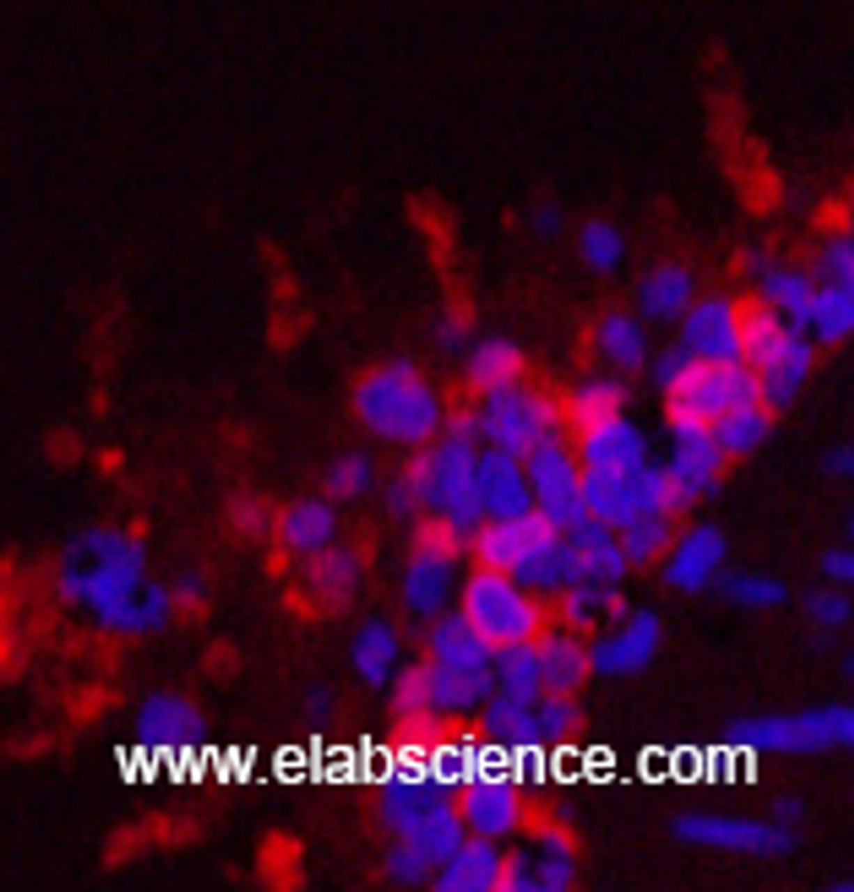 Immunofluorescence analysis of Rat lung tissue using HSP90 beta Monoclonal Antibody at dilution of 1:200.