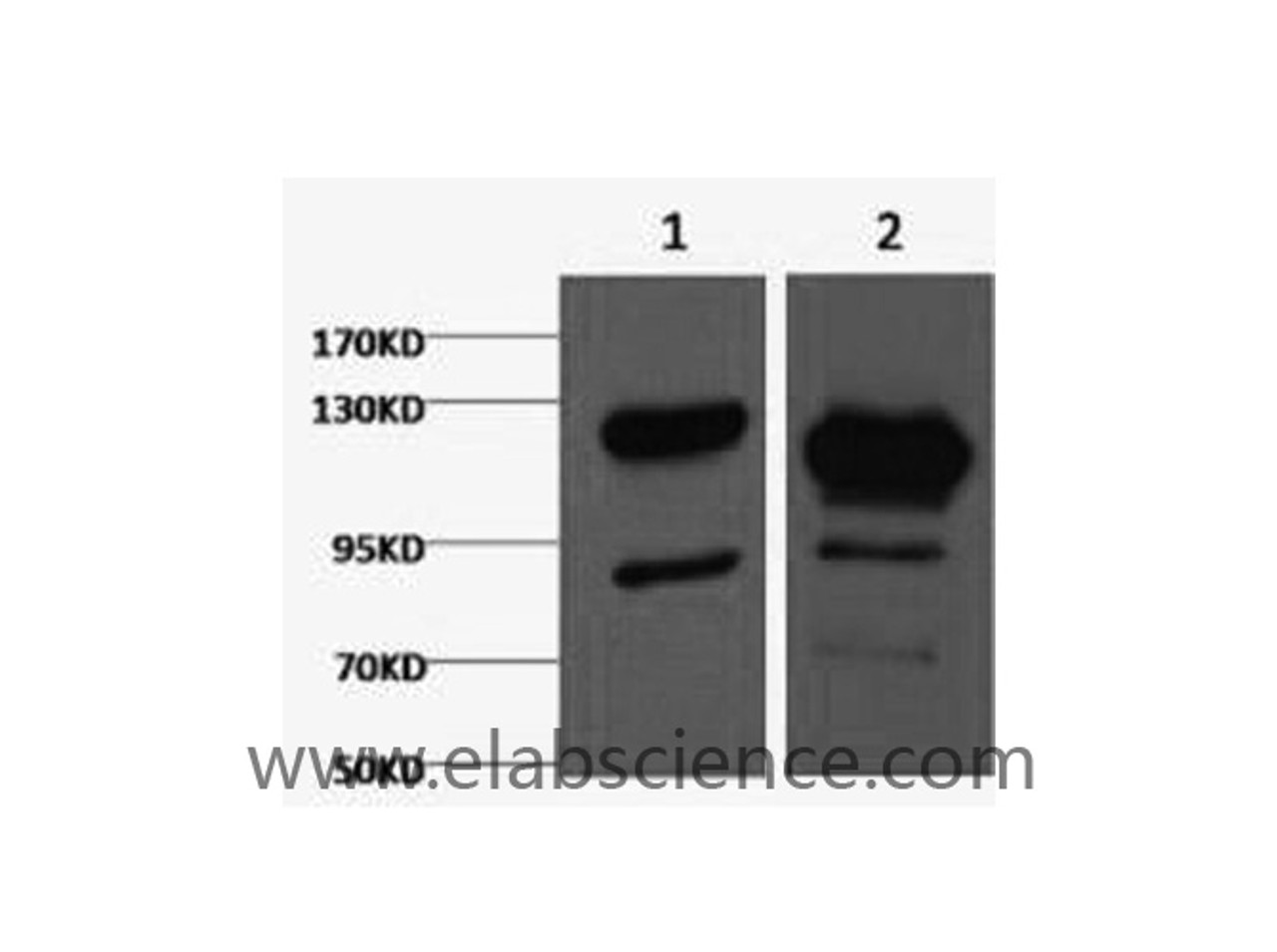 Western Blot analysis of 1) Jurkat, 2) Hela cells using Cleaved PARP1 Monoclonal Antibody at dilution of 1:2000.