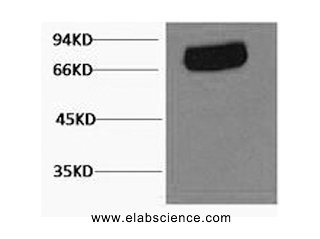 Western Blot analysis of Human serum using Transferrin Monoclonal Antibody at dilution of 1:2000.