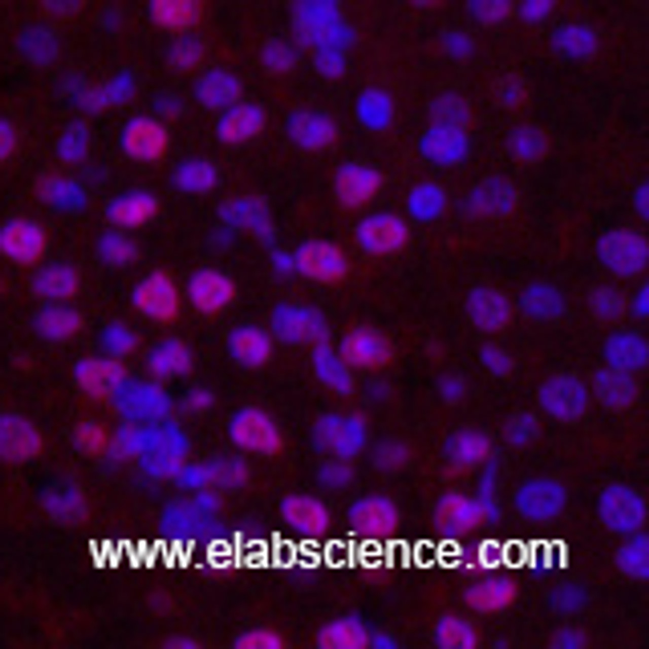 Immunofluorescence analysis of Mouse kidney tissue using Histone H2B Monoclonal Antibody at dilution of 1:200.