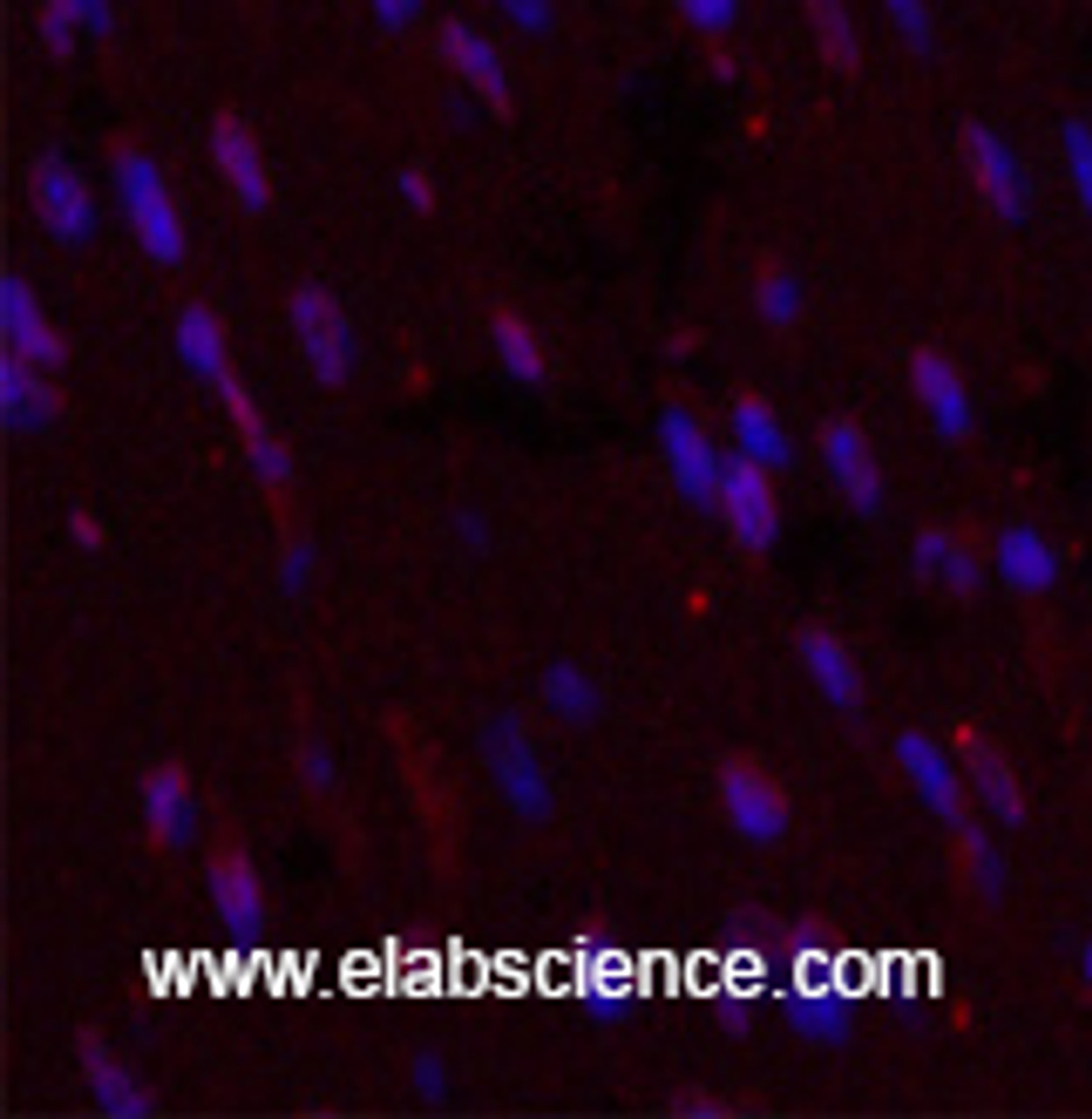 Immunofluorescence analysis of Mouse heart tissue using CD5 Monoclonal Antibody at dilution of 1:200.